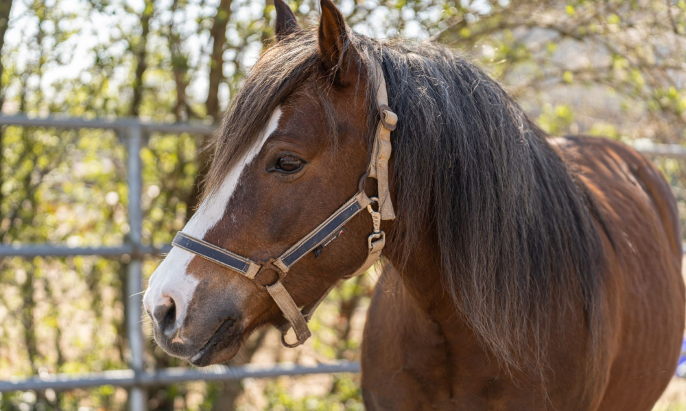 Pferd Aladin