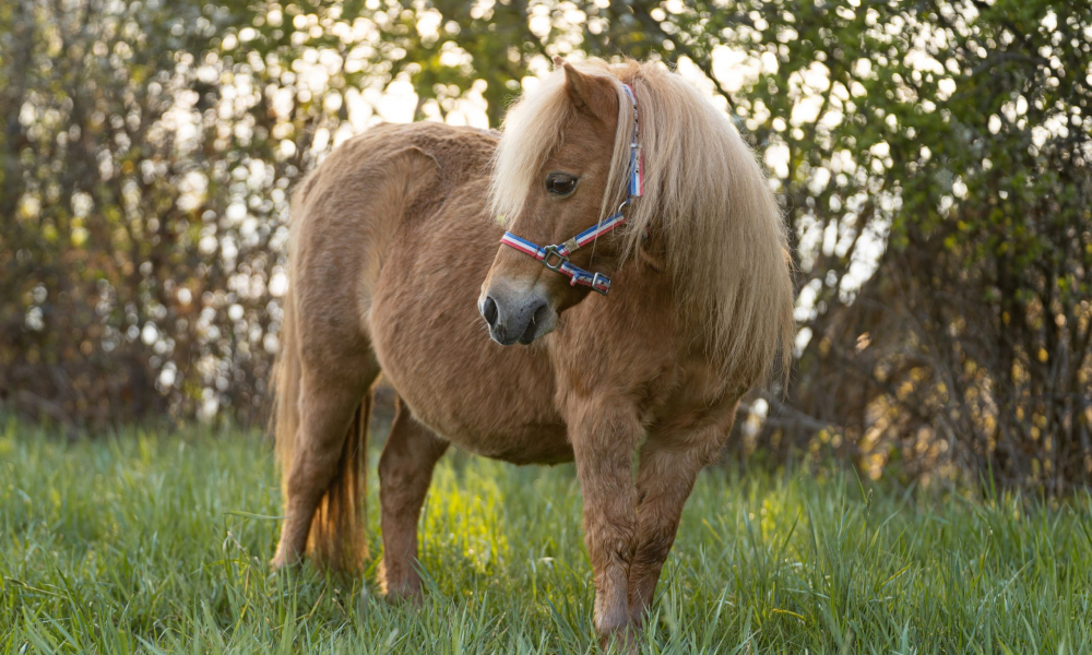 Pony Benny
