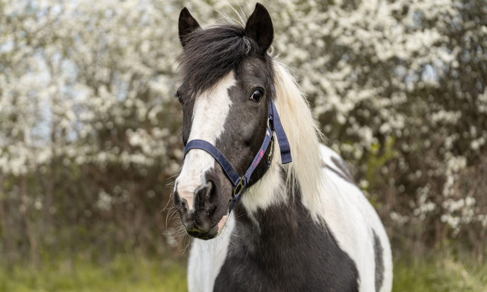 Pferd Kaya