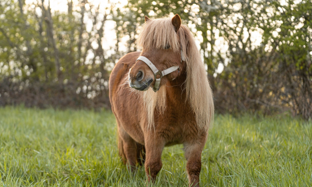 Pony Rapunzel