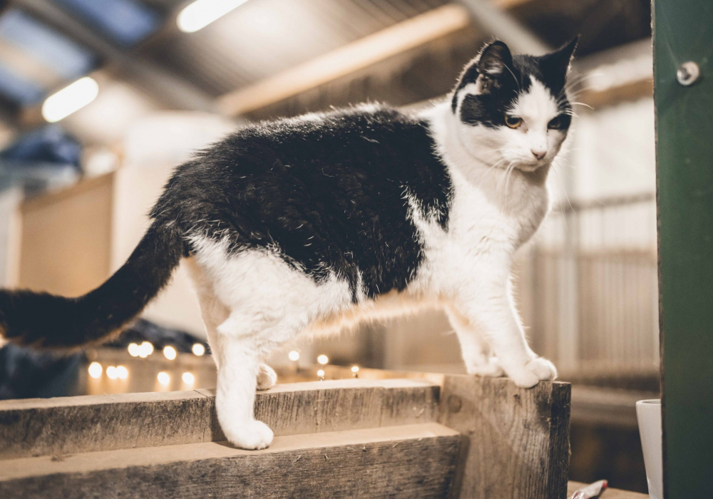 Katze Lillilou