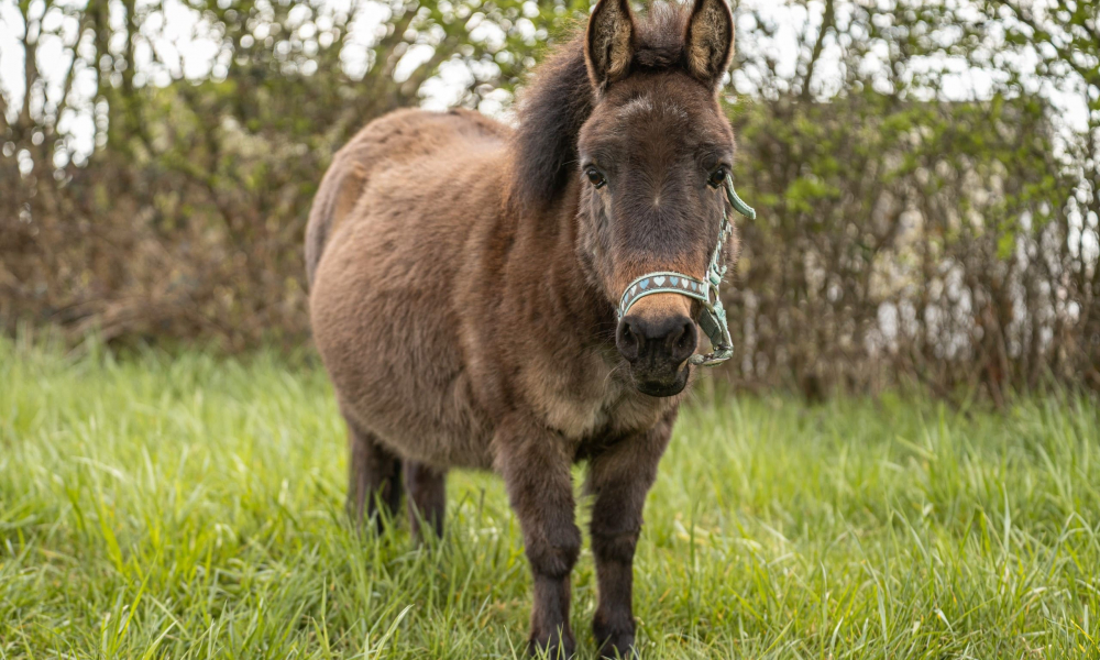 Esel Hermine