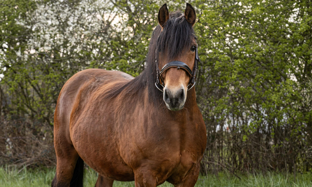 Pferd Bea