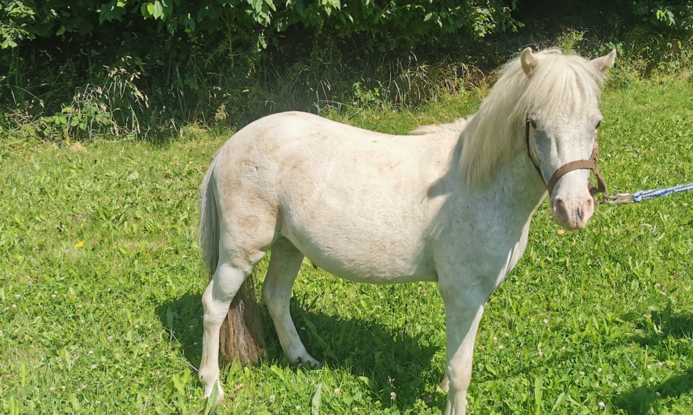 Pony Edmar