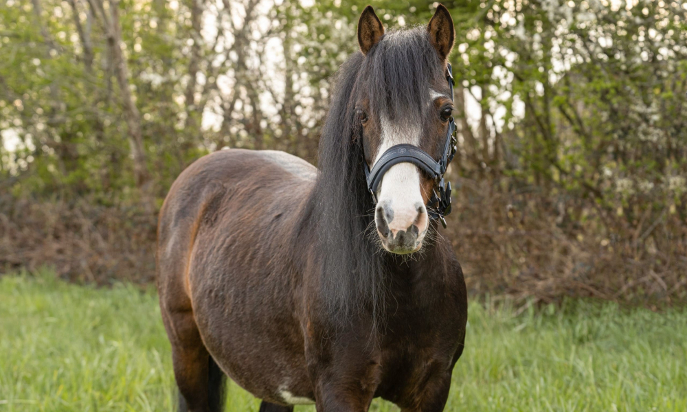 Pferd Artschie