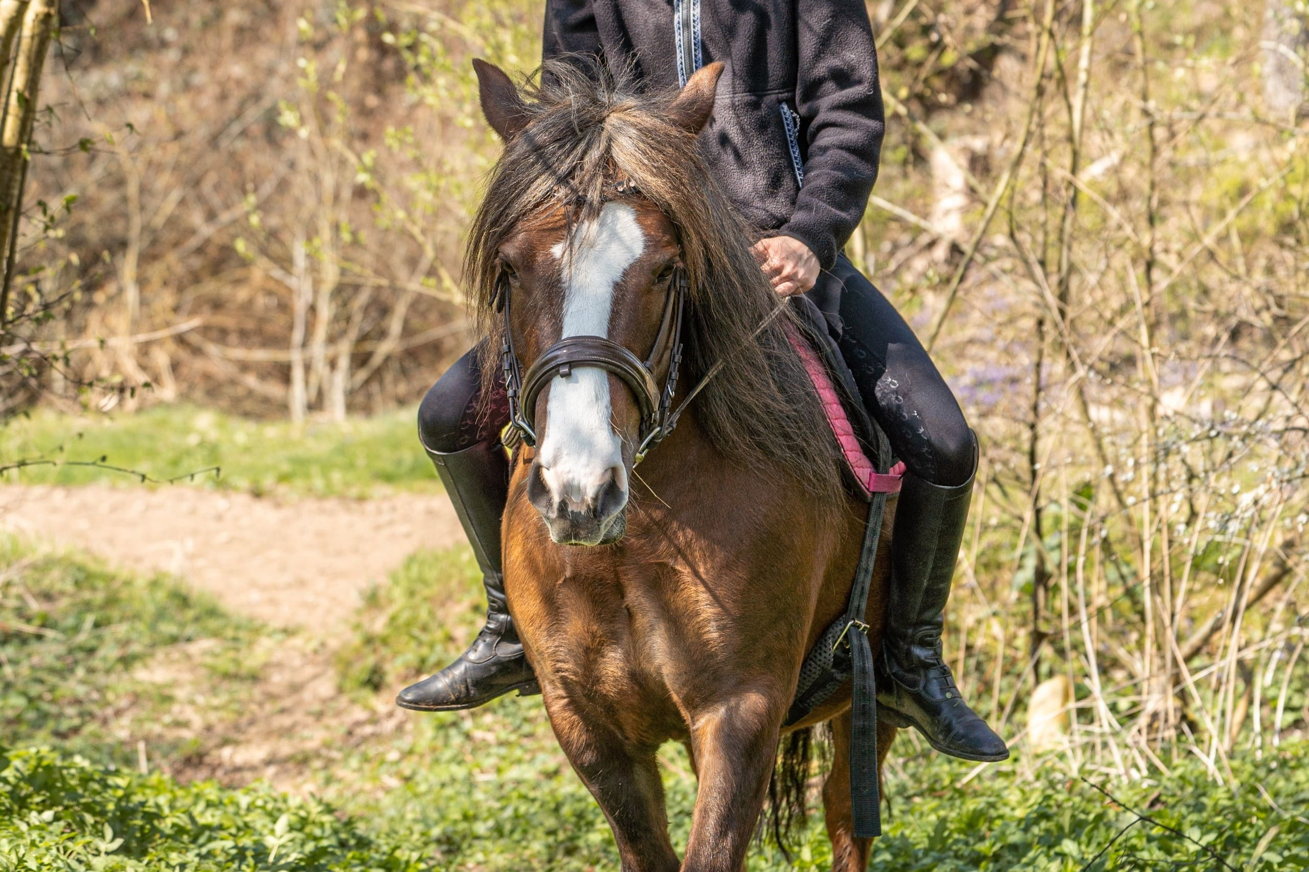 Reiten