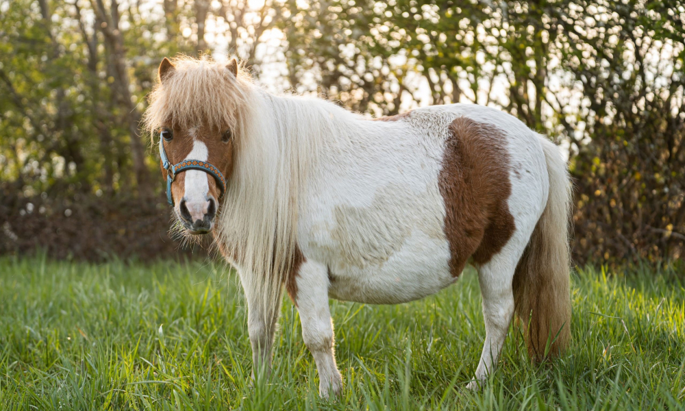 Pony Lissy